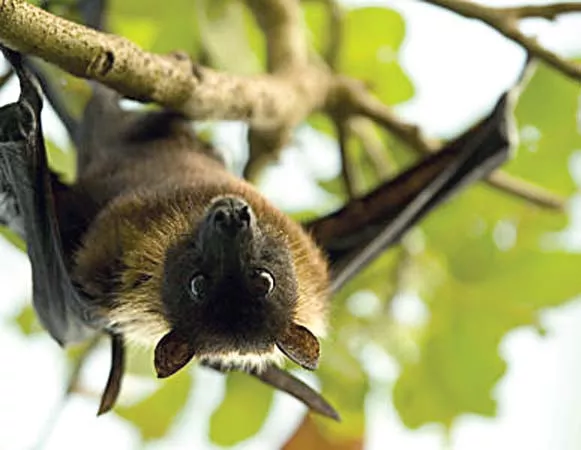 bat alert back with sweet vengeance bat alert back with sweet vengeance