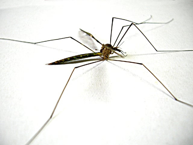 govt claims only 250 dengue cases in hospitals govt claims only 250 dengue cases in hospitals