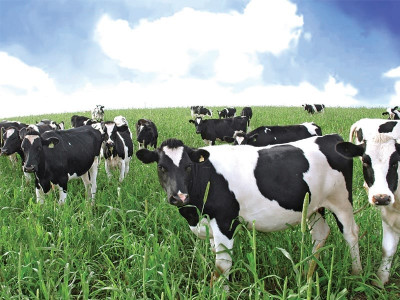 divine bovination how cross breeding can save the dairy industry in pakistan divine bovination how cross breeding can save the dairy industry in pakistan