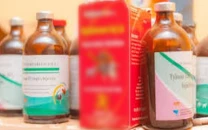 fake veterinary injection factory busted four nabbed