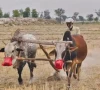 a farmer ploughs his field with bulls in perowal as rising fuel prices and increasing agricultural costs force small growers to return to traditional farming methods photo express a farmer ploughs his field with bulls in perowal as rising fuel prices and increasing agricultural costs force small growers to return to traditional farming methods photo express