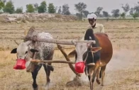 a farmer ploughs his field with bulls in perowal as rising fuel prices and increasing agricultural costs force small growers to return to traditional farming methods photo express