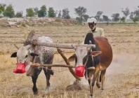 a farmer ploughs his field with bulls in perowal as rising fuel prices and increasing agricultural costs force small growers to return to traditional farming methods photo express a farmer ploughs his field with bulls in perowal as rising fuel prices and increasing agricultural costs force small growers to return to traditional farming methods photo express