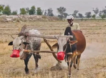 inflation forces farmers back to bullock ploughing