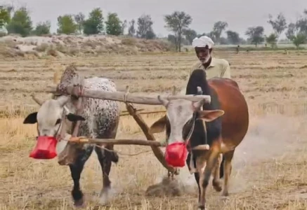 a farmer ploughs his field with bulls in perowal as rising fuel prices and increasing agricultural costs force small growers to return to traditional farming methods photo express a farmer ploughs his field with bulls in perowal as rising fuel prices and increasing agricultural costs force small growers to return to traditional farming methods photo express