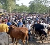 karachi cracks down on illegal cattle markets