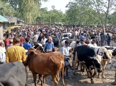 karachi cracks down on illegal cattle markets