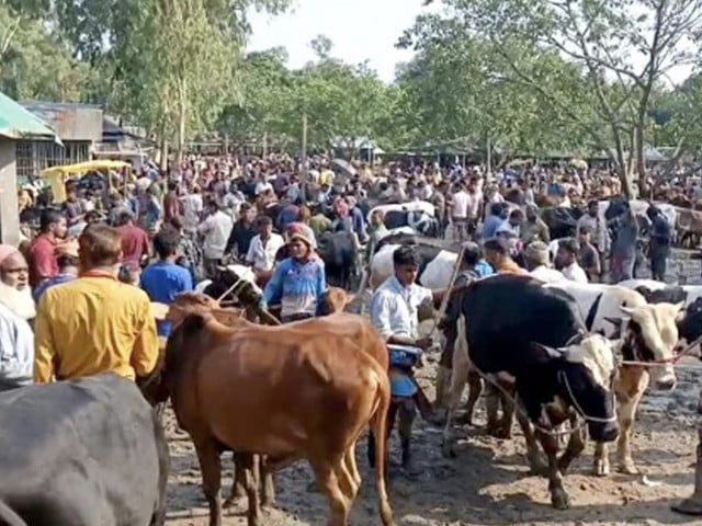 Karachi launches action against illegal cattle markets