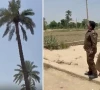 wanted suspect climbs palm tree to evade arrest wanted suspect climbs palm tree to evade arrest