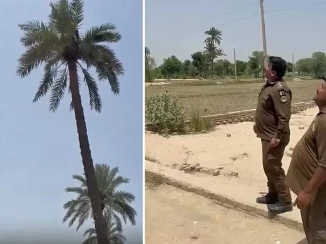 Wanted suspect climbs palm tree to evade arrest