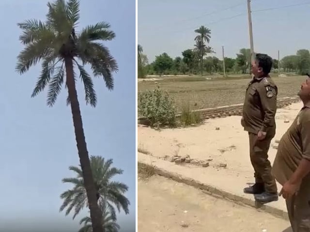 Wanted man climbs palm tree in bid to escape arrest