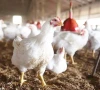 poultry prices rise in metropolis