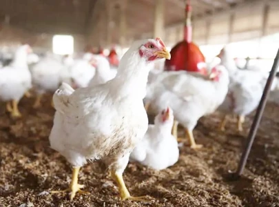 poultry prices rise in metropolis poultry prices rise in metropolis