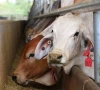 business leaders denounce live animal export policy