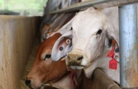 business leaders denounce live animal export policy