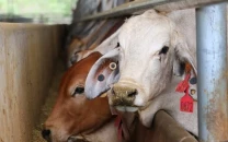 business leaders denounce live animal export policy business leaders denounce live animal export policy