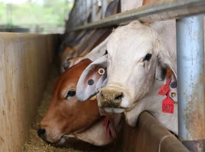 business leaders denounce live animal export policy business leaders denounce live animal export policy