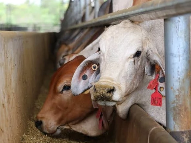 Business leaders denounce live animal export policy