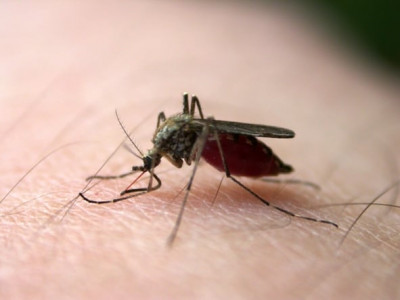 time to use mosquito repellents time to use mosquito repellents