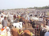 cattle rush kicks off as eid markets come alive cattle rush kicks off as eid markets come alive