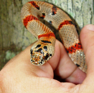 man nabbed at us airport with snakes in his pants man nabbed at us airport with snakes in his pants