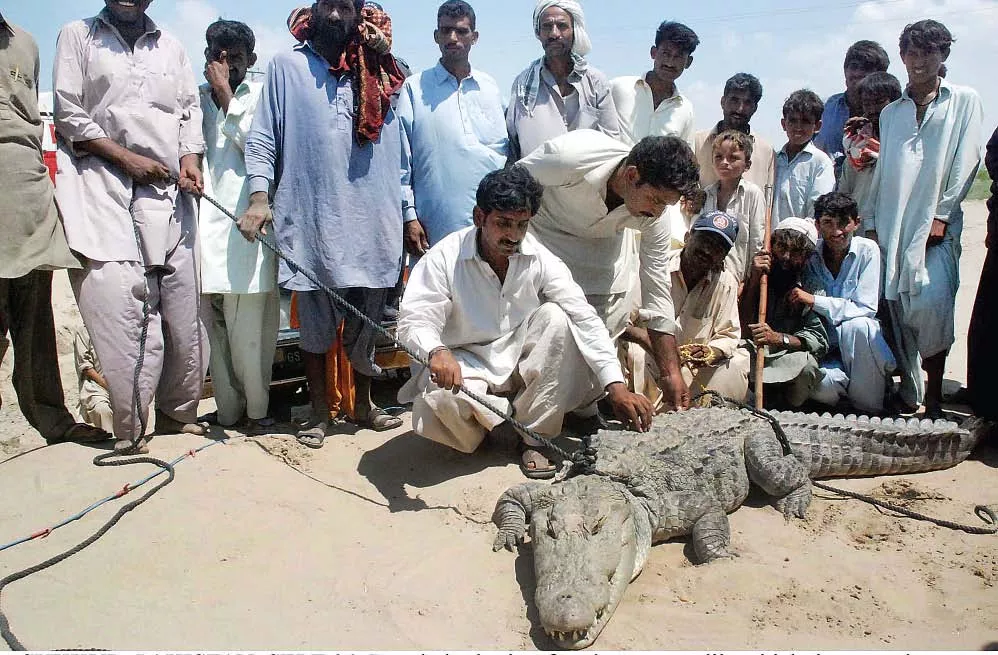 jacala s tale goat eating crocodile caught