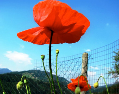 afghanistan says more than half of provinces poppy free