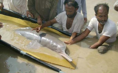 indus dolphin rescued from canal and released into indus river