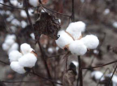 increase recorded in early cotton sowing