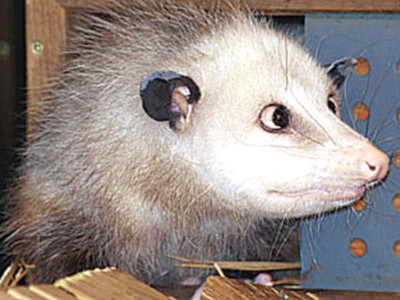 offbeat cross eyed opossum retires dog eats diamonds