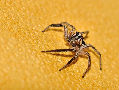 superstrong spider skin art or scientific miracle