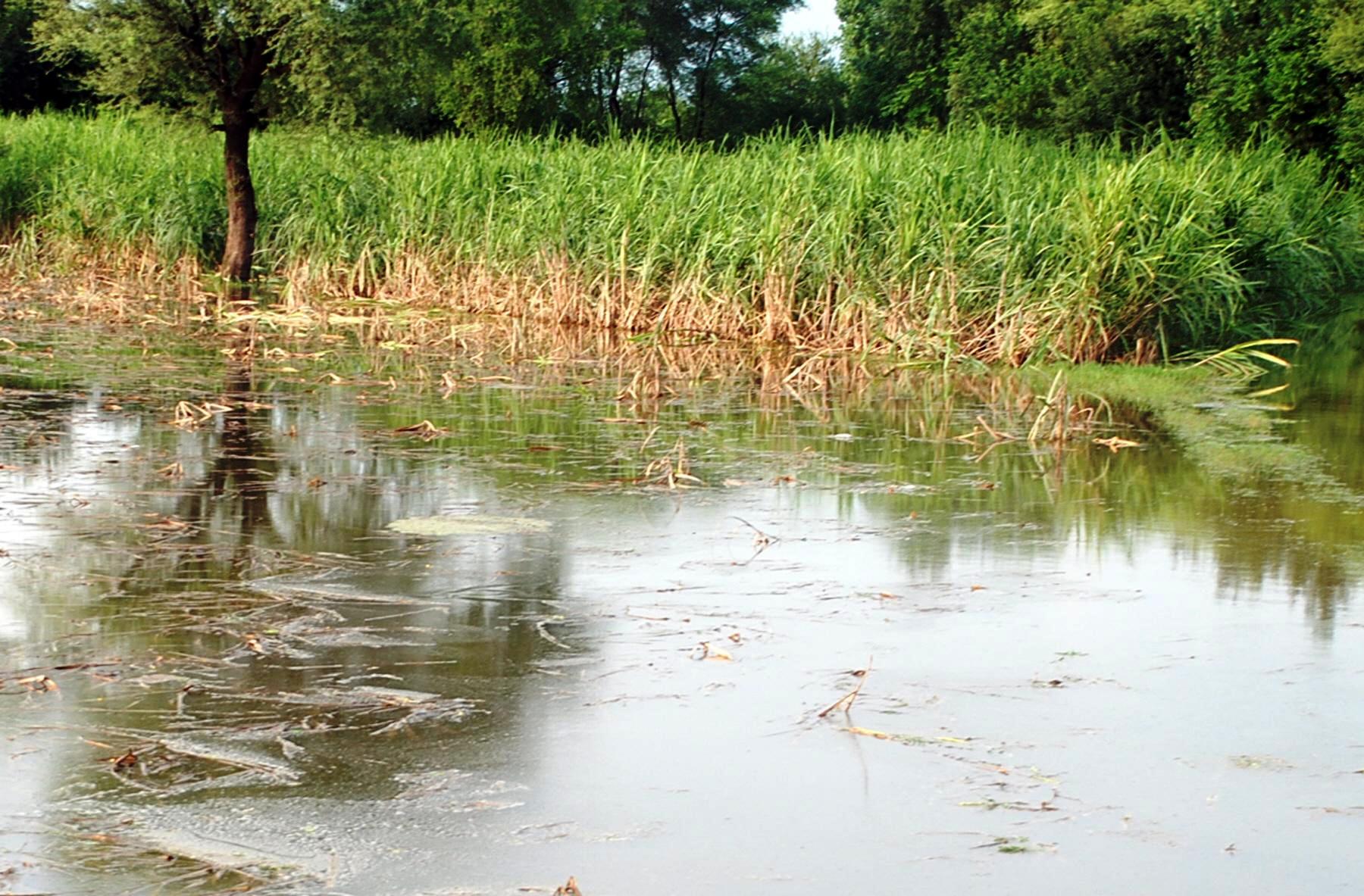 flood update ready cotton crop destroyed in khairpur