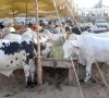 cattle trade gets green light as city maps 21 markets