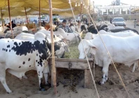 amid the hum of a city gearing up for eidul azha cattle quietly feast on fresh fodder photo jalal qureshi express