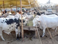 amid the hum of a city gearing up for eidul azha cattle quietly feast on fresh fodder photo jalal qureshi express