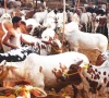 sacrificial animal trade begins