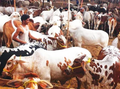 sacrificial animal trade begins sacrificial animal trade begins