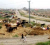 buyers allege cattle market extortion buyers allege cattle market extortion