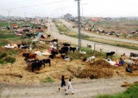 buyers allege cattle market extortion buyers allege cattle market extortion