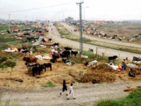 buyers allege cattle market extortion