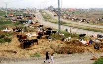 buyers allege cattle market extortion