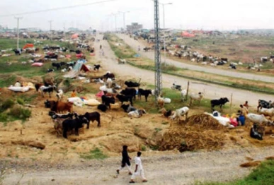 buyers allege cattle market extortion