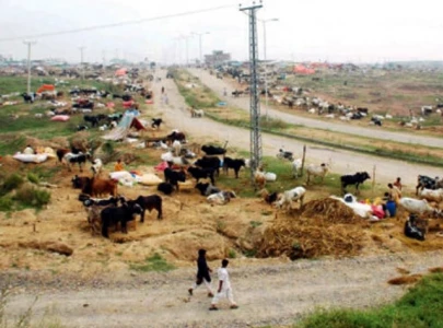 buyers allege cattle market extortion