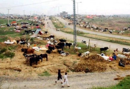 buyers allege cattle market extortion