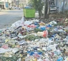 south punjab s purple treasure wasted