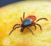 second congo virus case reported this year
