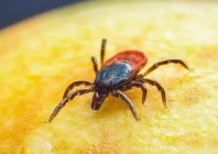 second congo virus case reported this year