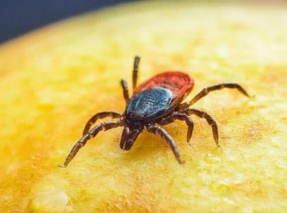 second congo virus case reported this year second congo virus case reported this year