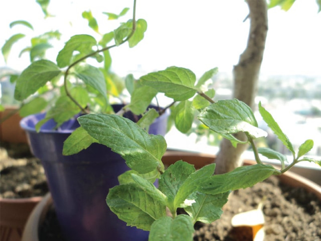 gardening rethink mint gardening rethink mint