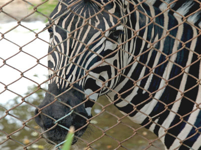 pride of karachi after misery of rain zoo animals bake in the heat pride of karachi after misery of rain zoo animals bake in the heat